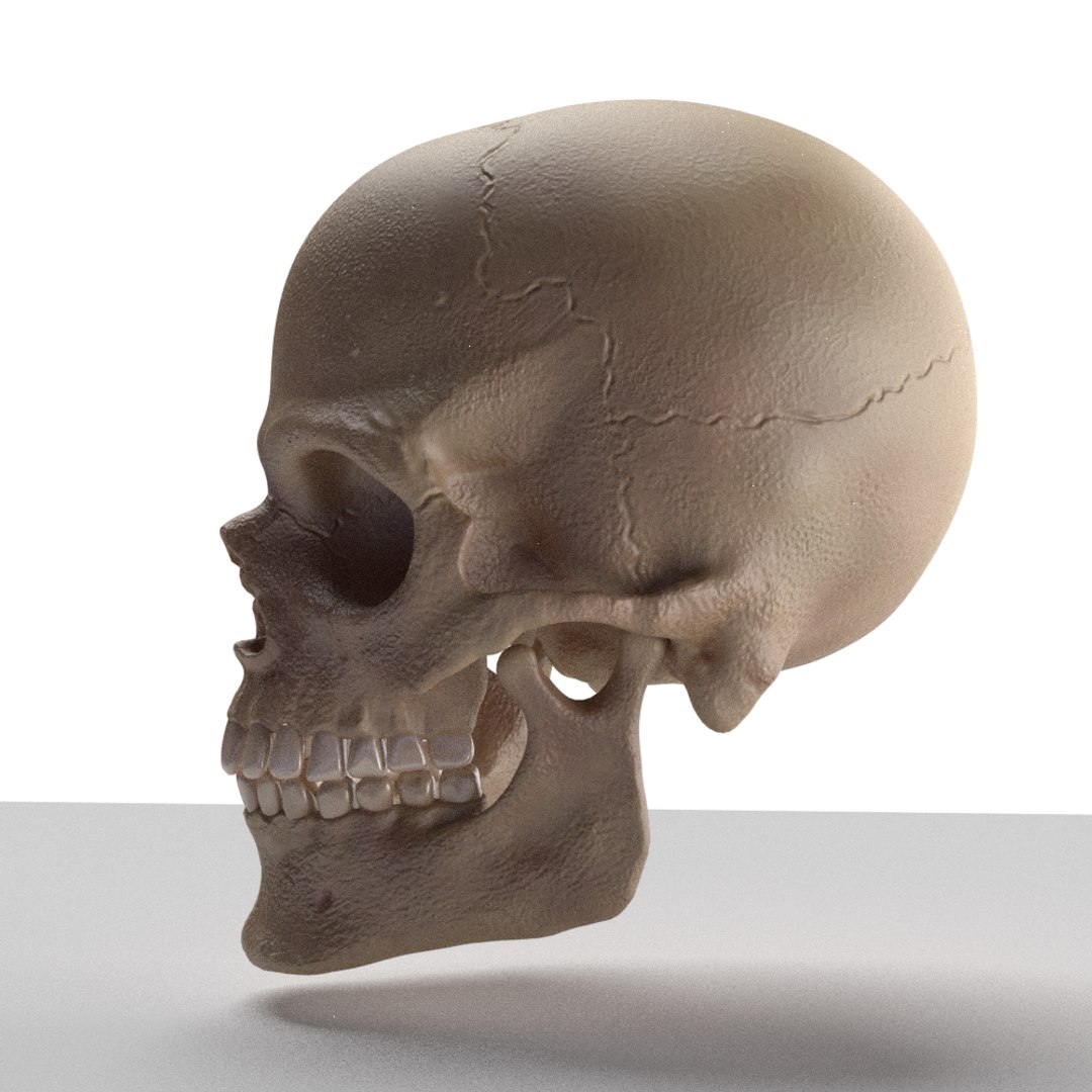 3D skull https://p.turbosquid.com/ts-thumb/fQ/GbOdkc/uHckNplC/side/png/1491158623/1920x1080/fit_q87/4f89aa9da8986d3adcc323437c6d7cdd6cfa45eb/side.jpg