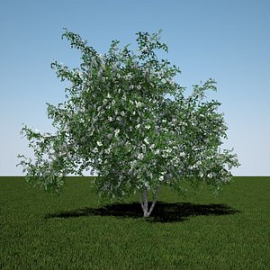 mayflower midland 3d model