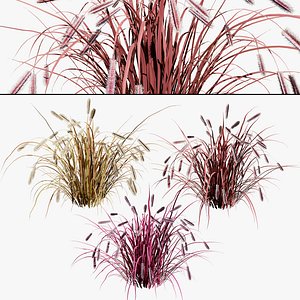 Fireworks Pennisetum Fountain Grass
