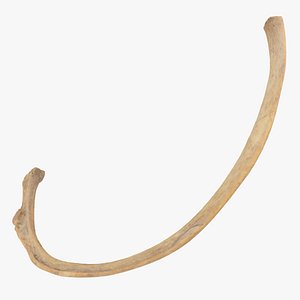 costae verae true rib 3D