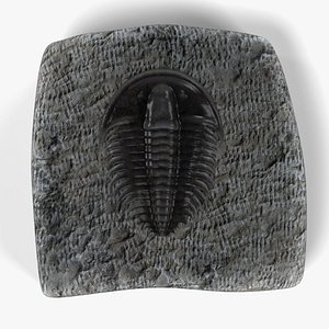 3d trilobite fossil model