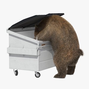 Bear Searching Trash Container Fur