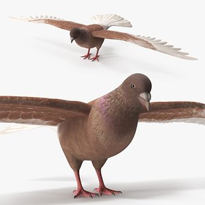 Low Poly Pigeon Spread Wings Brown 3D model