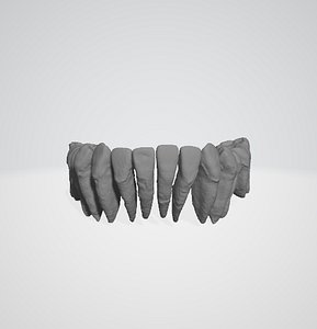 dental arch 3D model