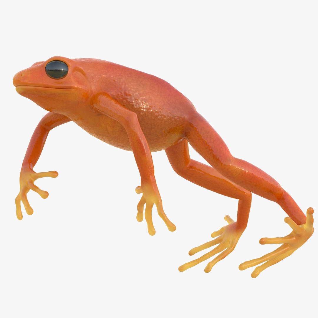 Mantella Frog Pose 4 3D model preview