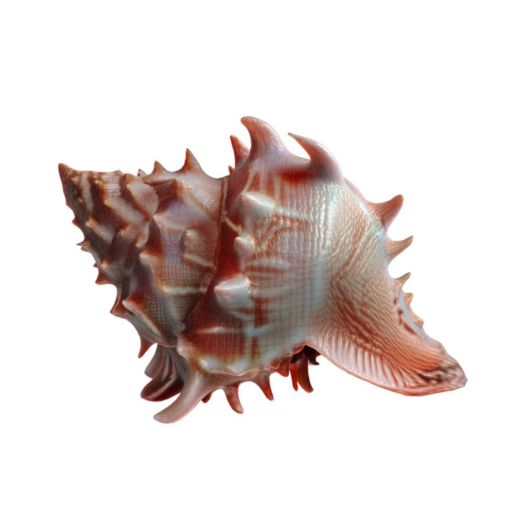 3D Conch Shell V11 Model - TurboSquid 2370740