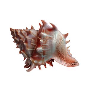 3D Conch Shell v11 model