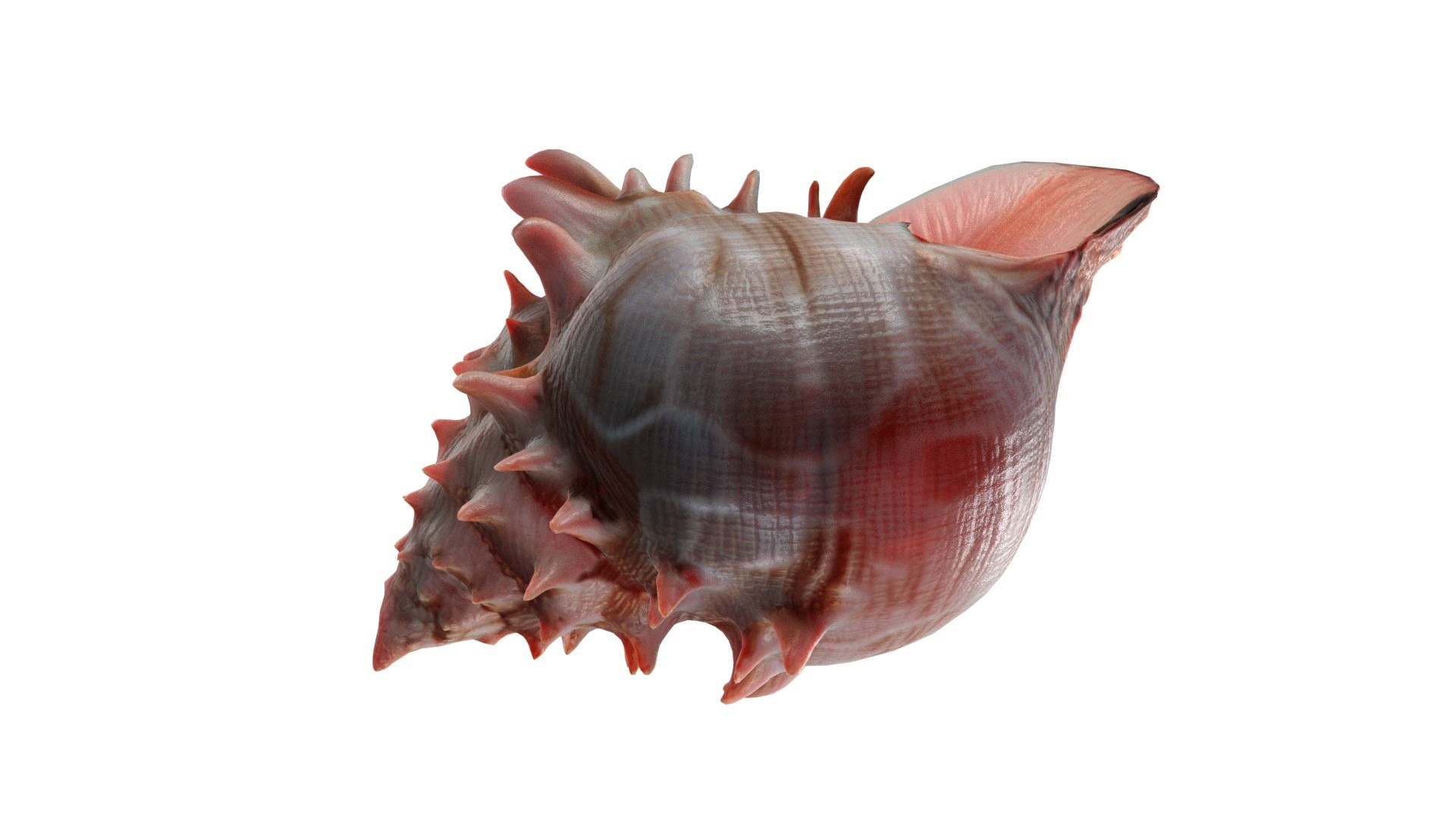 3D Conch Shell V11 Model - TurboSquid 2370740