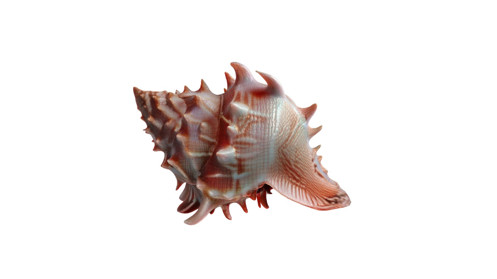 3D Conch Shell V11 Model - TurboSquid 2370740