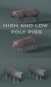 Pig