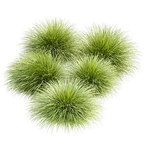 3D Gracillimus Plants 528 3D Plant Model