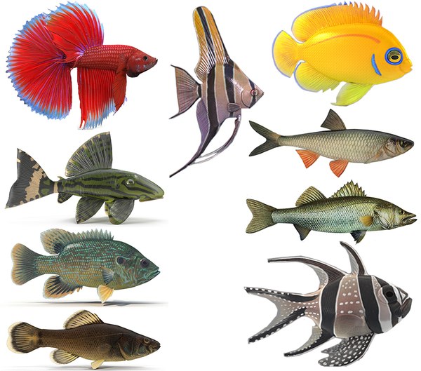3d model fish