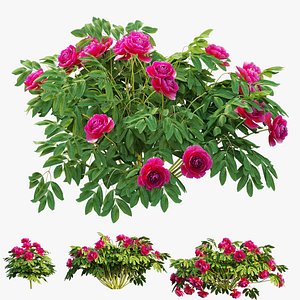 Plant Peony set 02