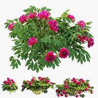 Plant Peony set 02