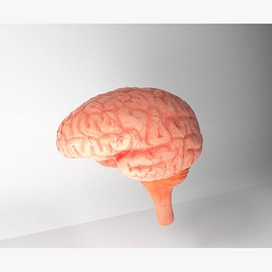 3D model Human Brain Anatomical Medical Model Cerebrum Cerebellum and Brainstem