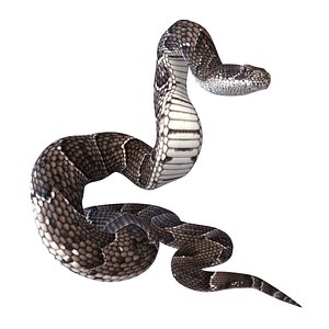Animated Puff Adder