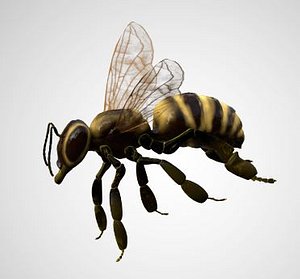 bee honey rigged 3D model