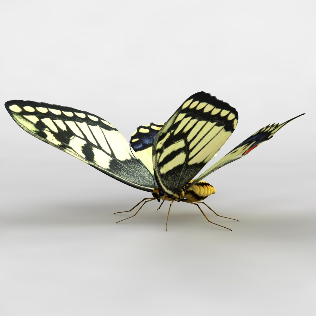 tiger swallowtail butterfly 3d model https://p.turbosquid.com/ts-thumb/fS/8VLZZk/A13EX3e7/118166_tiger_swallowtail_butterfly_011/jpg/1361469077/1920x1080/fit_q87/0891a955c28a5ad6e92b2cb793b48488fd702374/118166_tiger_swallowtail_butterfly_011.jpg