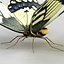 Tiger Swallowtail Butterfly