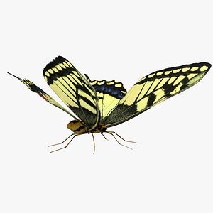 Tiger Swallowtail Butterfly