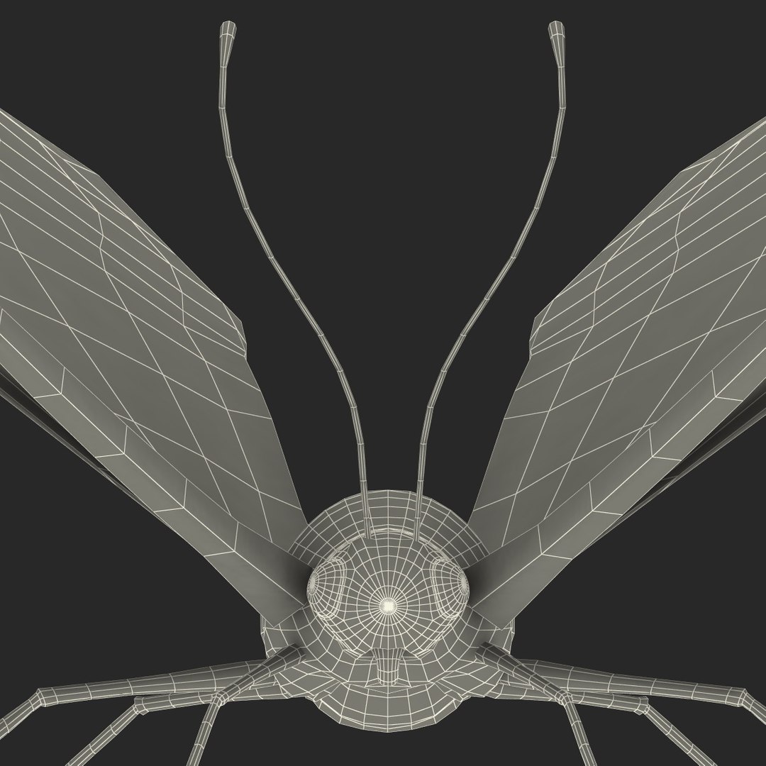tiger swallowtail butterfly 3d model https://p.turbosquid.com/ts-thumb/fS/8VLZZk/cJ979u5x/118182_tiger_swallowtail_butterfly_027/jpg/1361469102/1920x1080/fit_q87/a21951ad80db9b278dff1870f6c3f891b3b53ab5/118182_tiger_swallowtail_butterfly_027.jpg