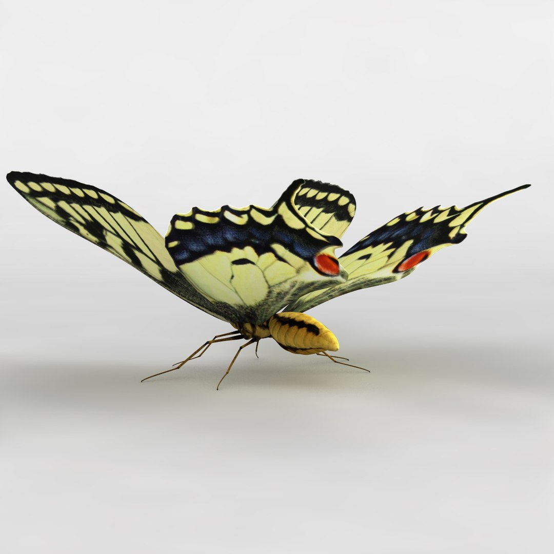 tiger swallowtail butterfly 3d model https://p.turbosquid.com/ts-thumb/fS/8VLZZk/lufrSnY7/118164_tiger_swallowtail_butterfly_009/jpg/1361469069/1920x1080/fit_q87/309f307f626064261d256c4650ea2f7f103b8f27/118164_tiger_swallowtail_butterfly_009.jpg