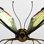 Tiger Swallowtail Butterfly