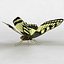 Tiger Swallowtail Butterfly
