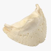 Real Horse Equus Ferus Caballus Coffin Bone Os ungulare 01