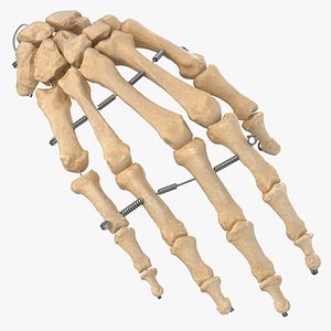 Real Wire Mounted Human Hand Skeleton Model