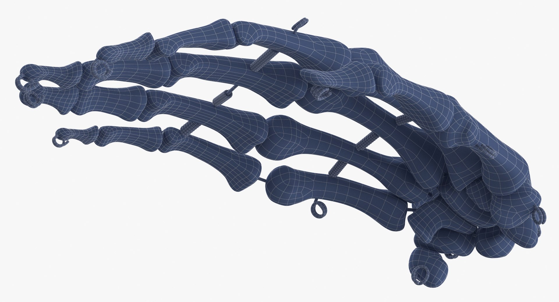 Human hand bones wire 3D model - TurboSquid 1583330