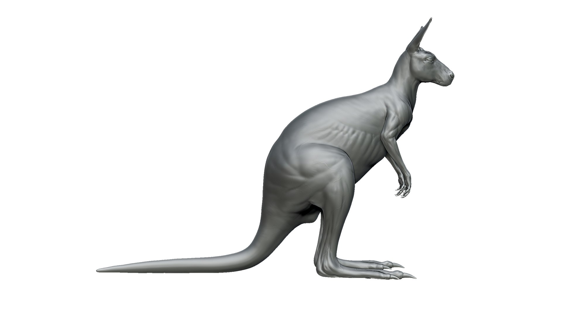 Kangaroo 3D Model - TurboSquid 2278604