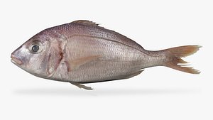 RED SEA BREAM