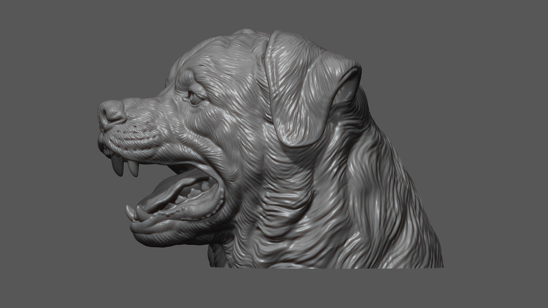 3D Barking Rottweiler Bust model https://p.turbosquid.com/ts-thumb/fS/w1T4Fg/Rc/24/jpg/1766735942/1920x1080/fit_q87/bede69a3bb15ed4aa8d4d1e32d52d43b9a40a348/24.jpg