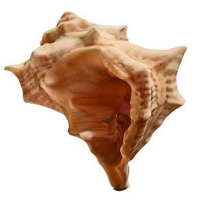 3d sea shell