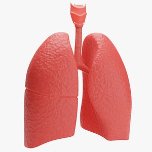 Lungs