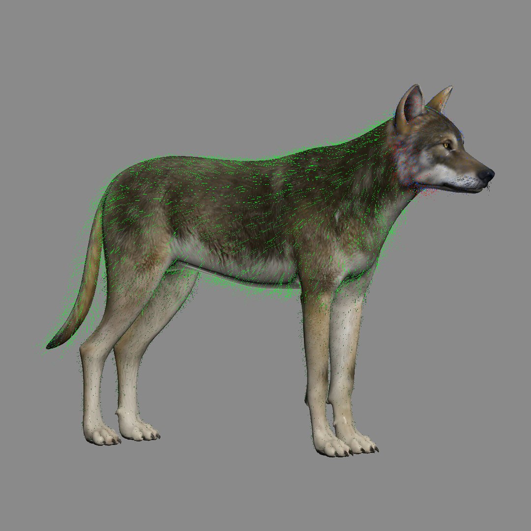 3d model gray wolf 2 fur