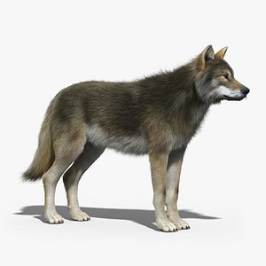 3d model gray wolf 2 fur