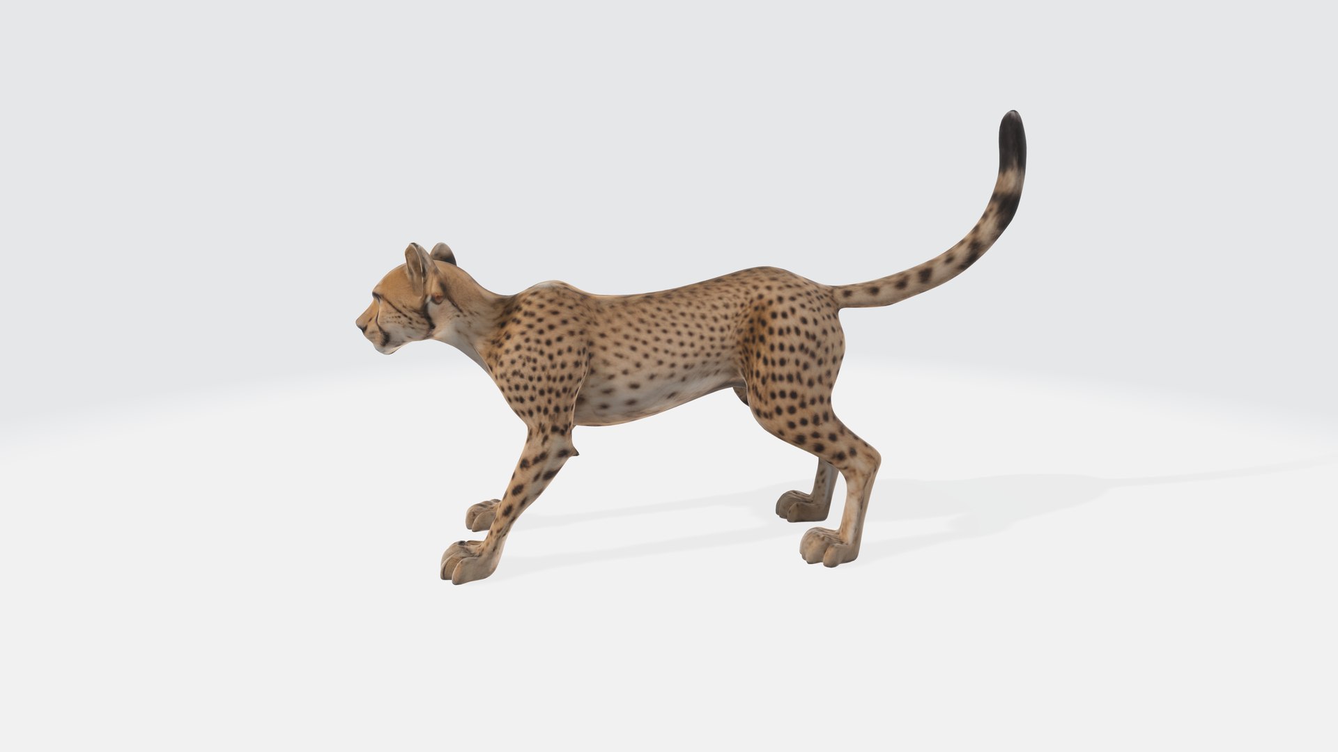 Cheetah Model - Fully Animated And Rigged Model - TurboSquid 2279116