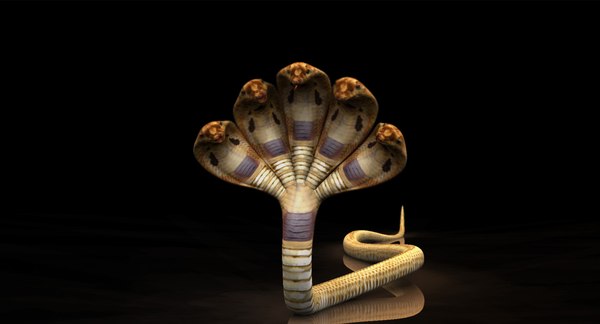 head kingcobra rig 3D model