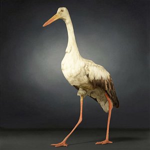 3D model animal digital photogrammetry