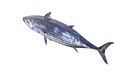 Skipjack Tuna Fish