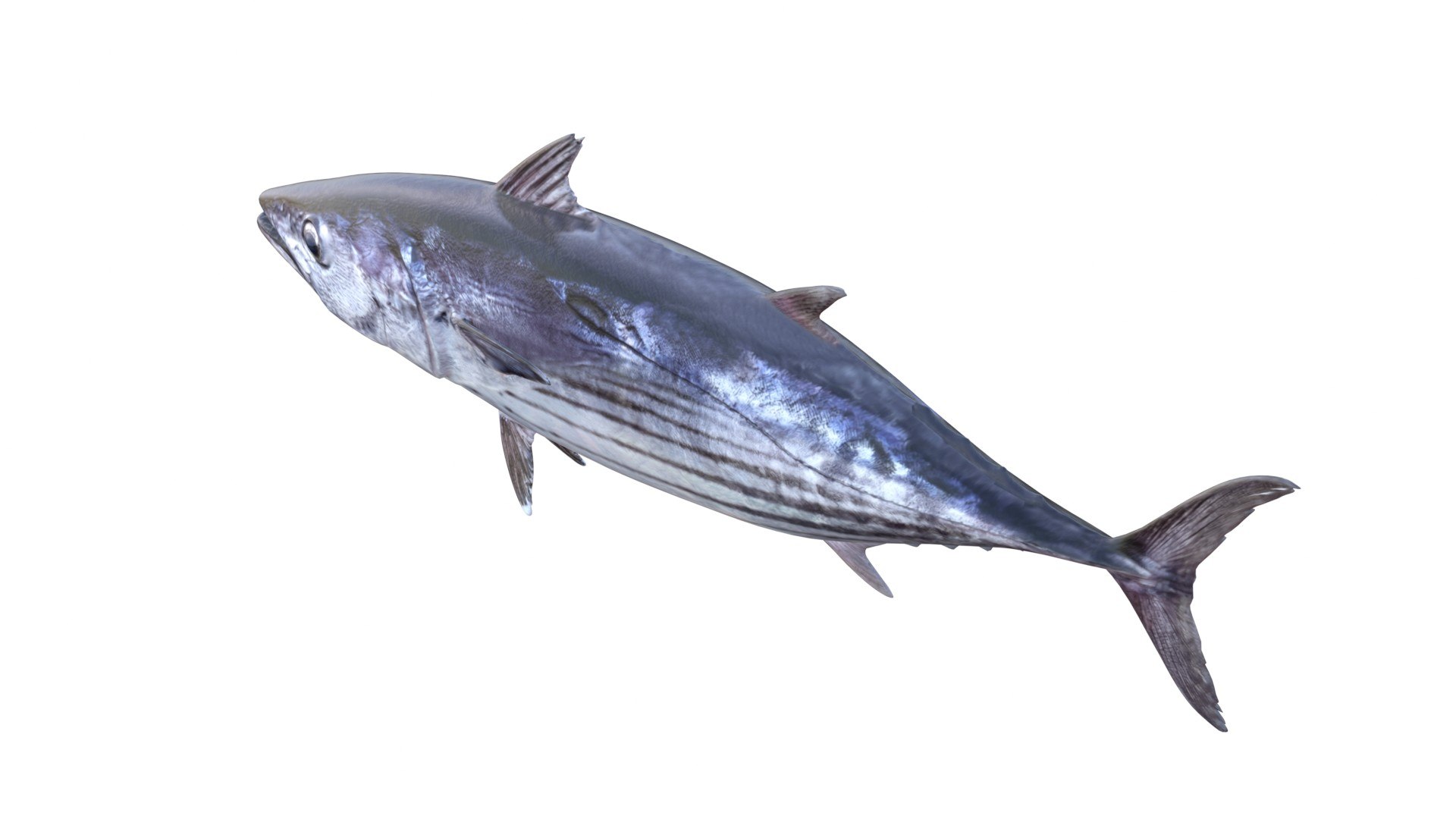 3D 50 Fish Sea Creatures Collection https://p.turbosquid.com/ts-thumb/fT/eONdbr/M0/2/jpg/1776261446/1920x1080/fit_q87/8236c5db33e4c2ab5fcea89e10c86e591d796900/2.jpg