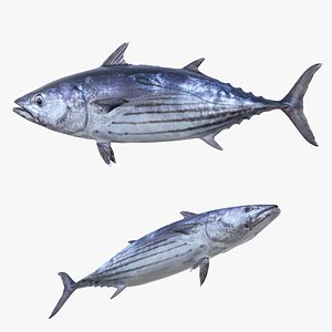 Skipjack Tuna Fish