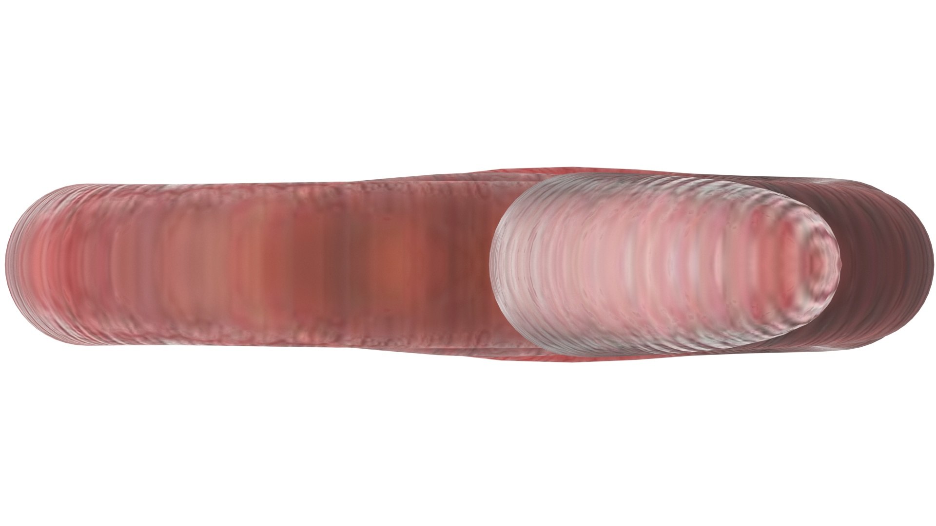 3D Model Earthworm - TurboSquid 2280337