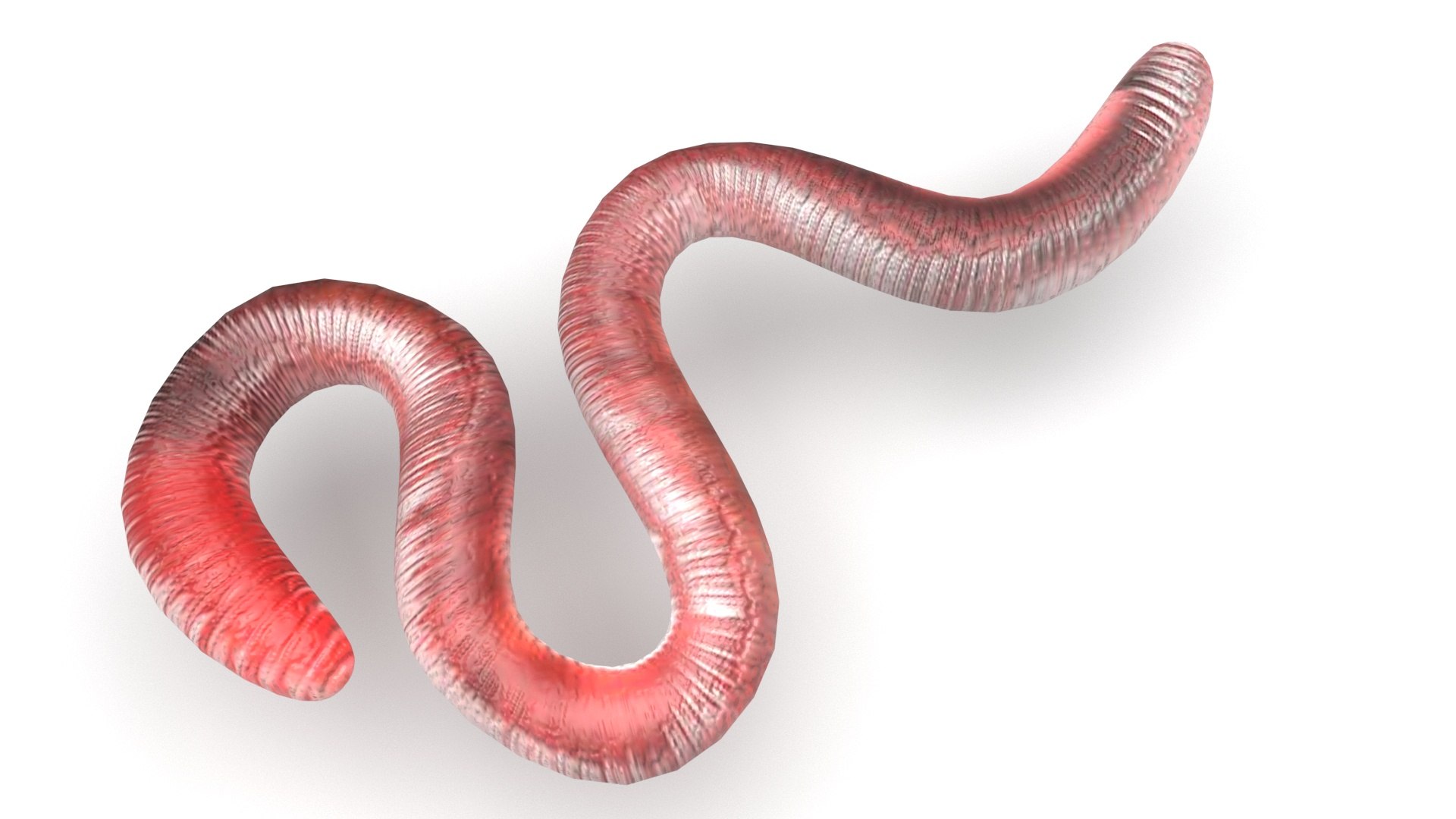 3D Model Earthworm - TurboSquid 2280337
