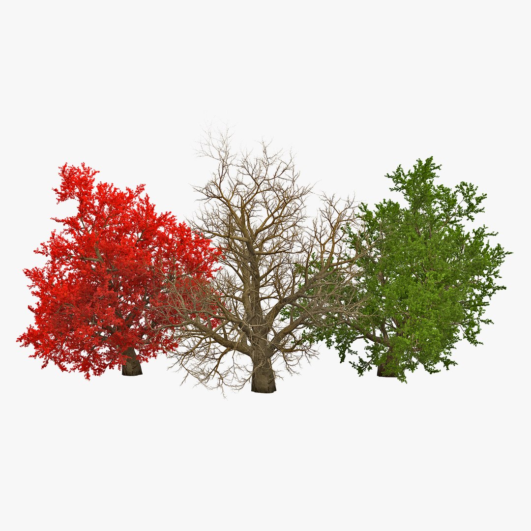 Old Red Maple Tree 3D Models Set 3D model preview