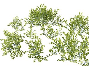 HighpolyLowpoly Vaccinium myrtillus - bilberry 3D model