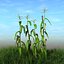 corn 3d model