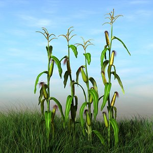 Corn